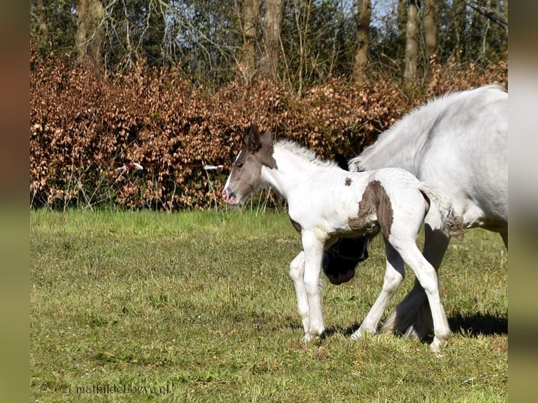 Irish Cob Yegua 5 años 150 cm Tobiano-todas las-capas in Wapserveen