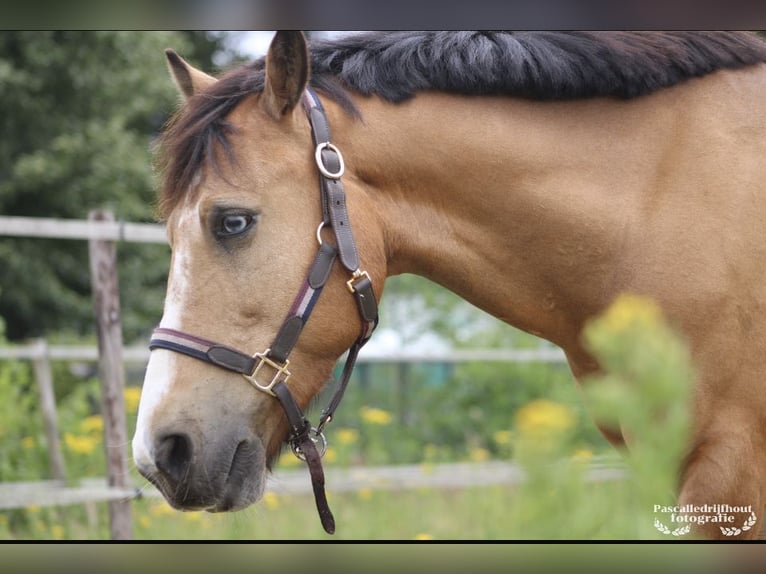 Irish Sport Horse Gelding 10 years 13,2 hh Buckskin in Ferwert