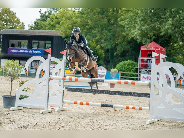 Irish Sport Horse Gelding 10 years 14,2 hh Brown in Bad Homburg vor der H&#xF6;he