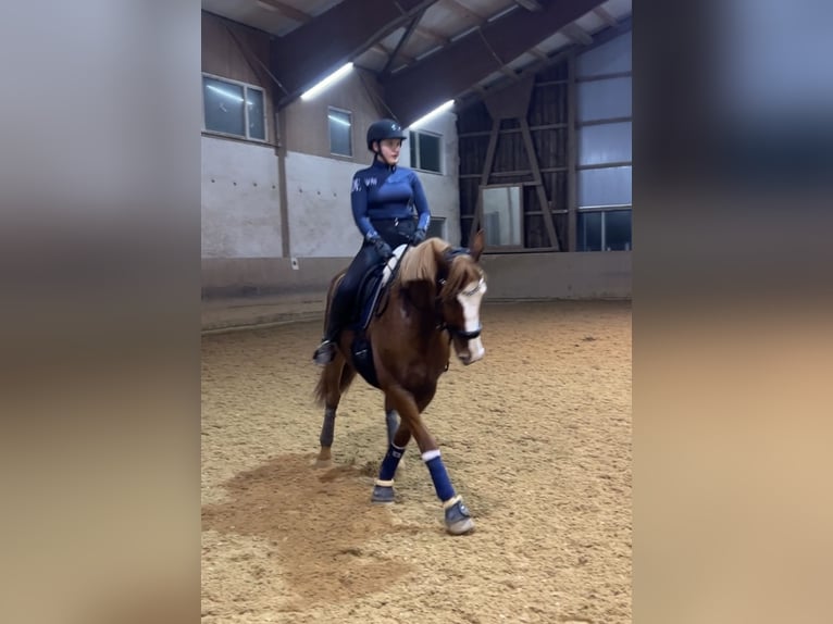 Irish Sport Horse Mix Gelding 10 years 15,2 hh Chestnut-Red in Gauting