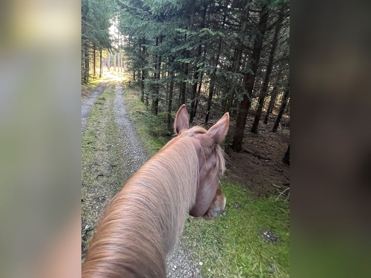 Irish Sport Horse Mix Gelding 10 years 15,2 hh Chestnut-Red in Gauting