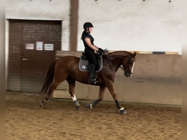 Irish Sport Horse Mix Gelding 10 years 15,2 hh Chestnut-Red in Gauting