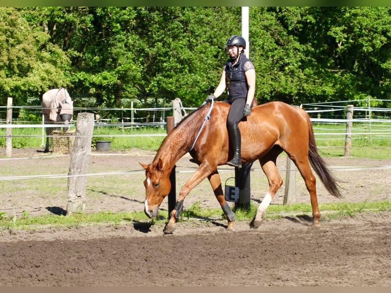Irish Sport Horse Gelding 10 years 15.3 hh Chestnut-Red in Dörverden