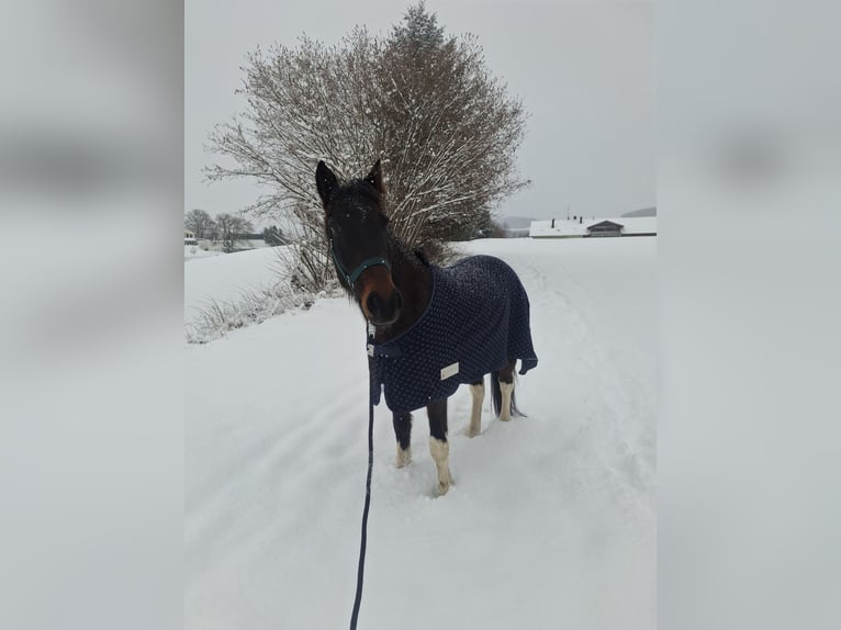 Irish Sport Horse Gelding 10 years 15,1 hh Pinto in Weiler-Simmerberg