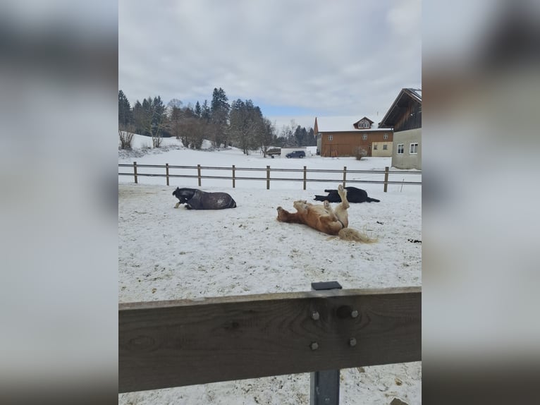 Irish Sport Horse Gelding 10 years 15,1 hh Pinto in Weiler-Simmerberg