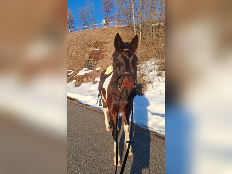 Irish Sport Horse Gelding 10 years 15,1 hh Pinto in Weiler-Simmerberg