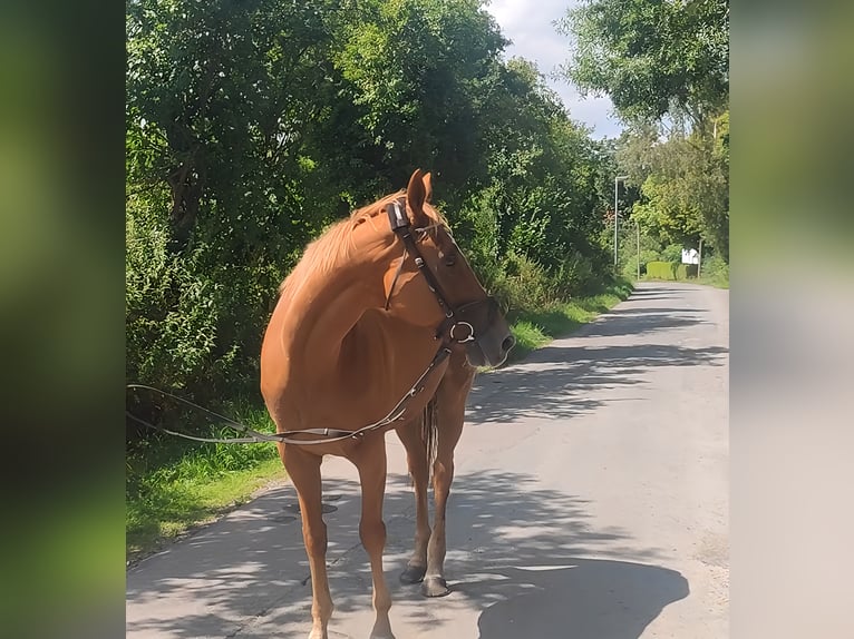 Irish Sport Horse Gelding 10 years 15,3 hh Chestnut in Lage