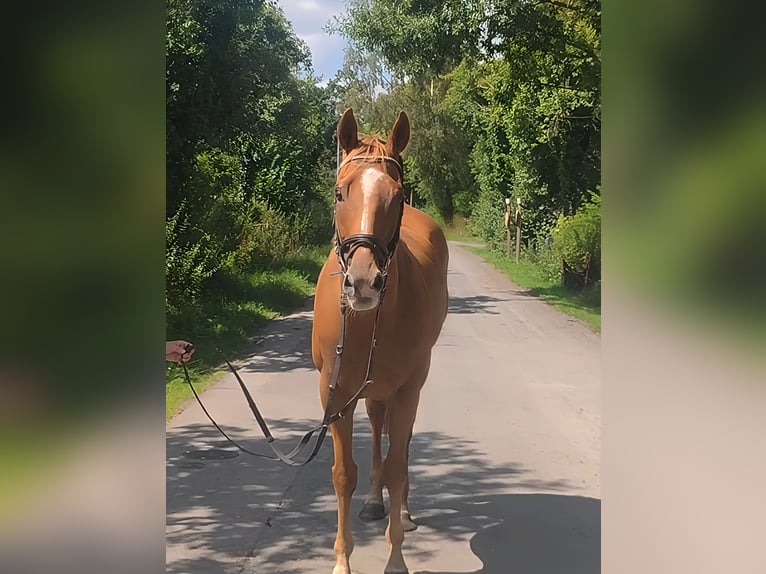 Irish Sport Horse Gelding 10 years 15,3 hh Chestnut in Lage