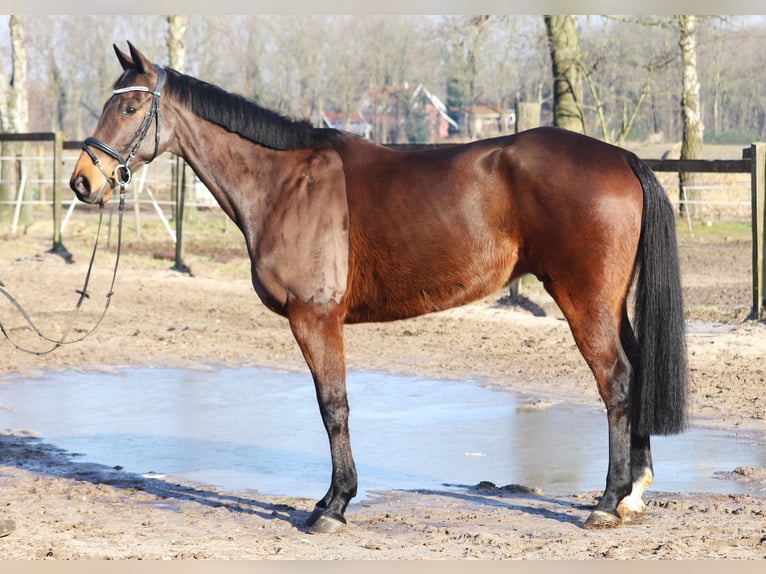 Irish Sport Horse Mix Gelding 10 years 16,1 hh Bay-Dark in uelsen