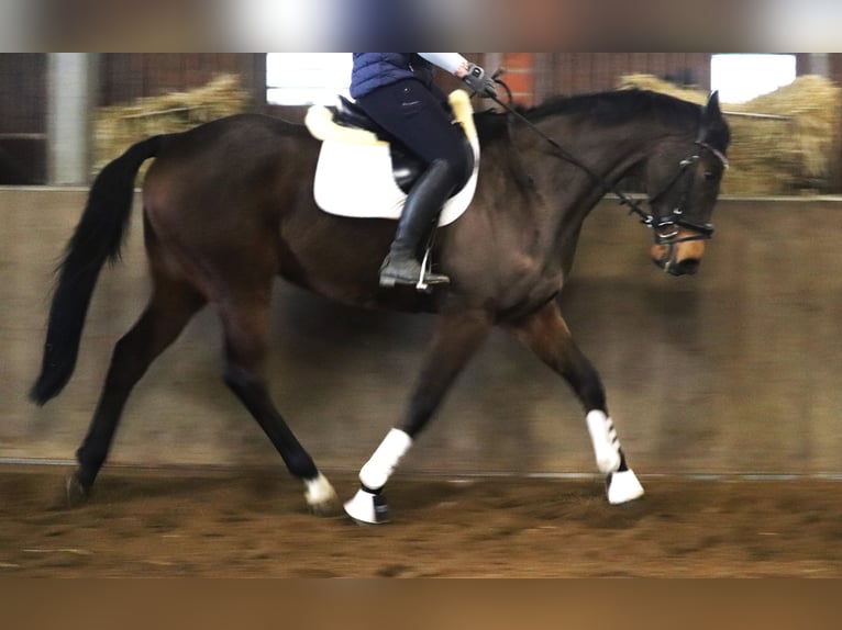 Irish Sport Horse Mix Gelding 10 years 16,1 hh Bay-Dark in uelsen