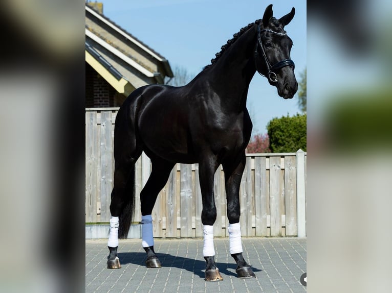 Irish Sport Horse Gelding 10 years 16.2 hh Black in Berlin