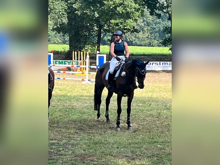 Irish Sport Horse Gelding 10 years 16,2 hh Brown in Mulsum