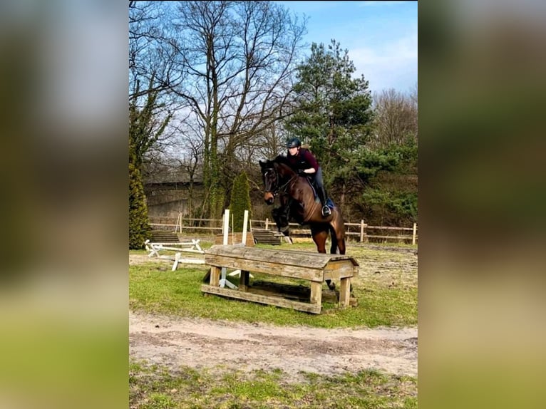 Irish Sport Horse Gelding 10 years 16,2 hh Brown in Mulsum