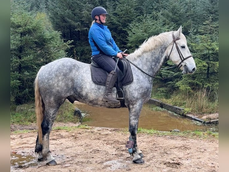 Irish Sport Horse Gelding 10 years 16,2 hh Grey in Down