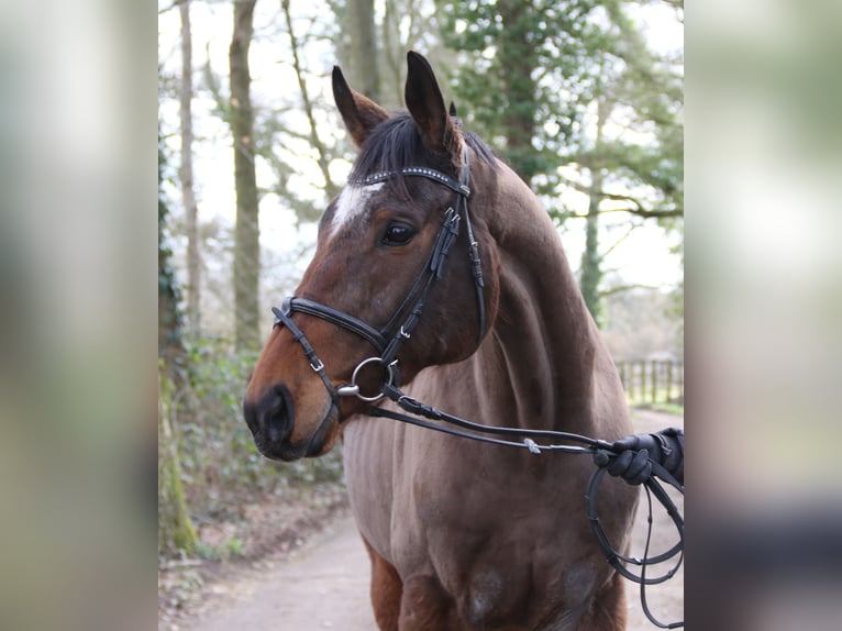 Irish Sport Horse Gelding 10 years 16,2 hh Smoky-Black in Wachtendonk