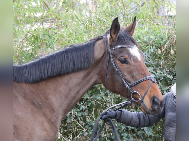 Irish Sport Horse Gelding 10 years 16,2 hh Smoky-Black in Wachtendonk