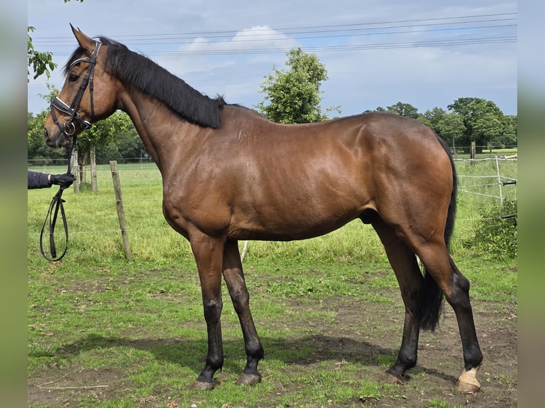Irish Sport Horse Mix Gelding 10 years 16 hh Brown in Wachtendonk