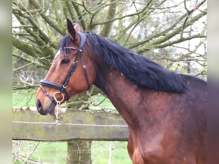 Irish Sport Horse Mix Gelding 10 years 16 hh Brown in Uelsenuelsen
