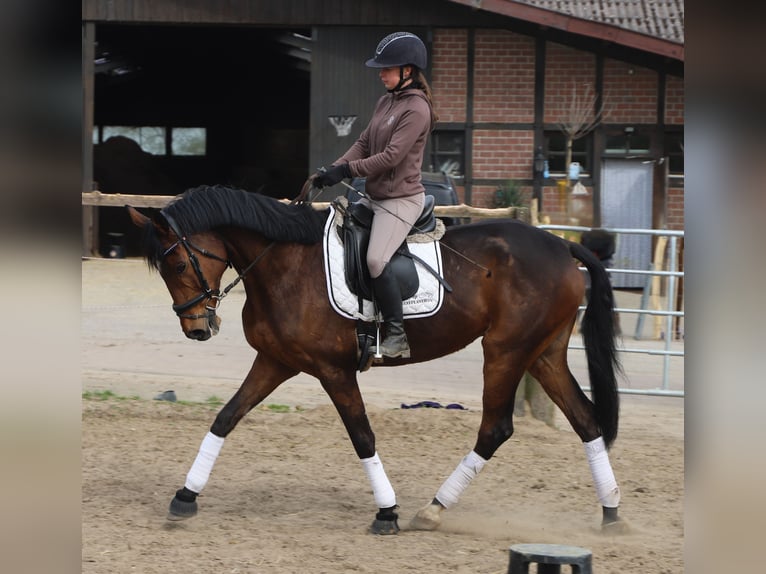 Irish Sport Horse Mix Gelding 10 years 16 hh Brown in Uelsenuelsen