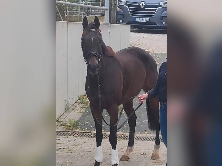 Irish Sport Horse Gelding 10 years 16,1 hh Brown in Lage