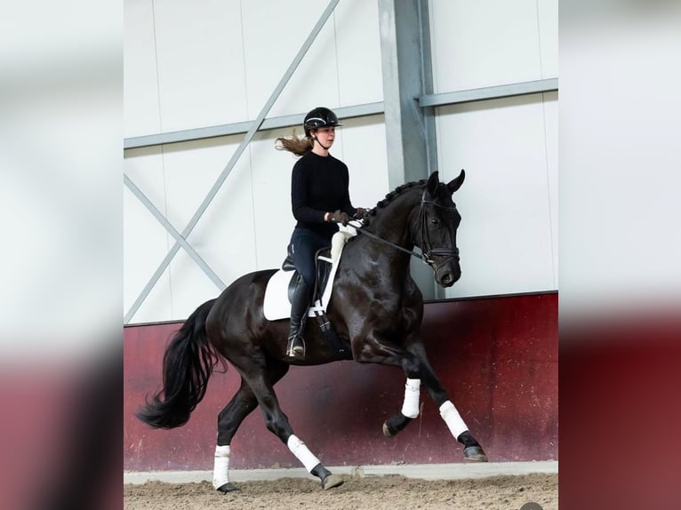 Irish Sport Horse Gelding 10 years 16,2 hh Black in Berlin