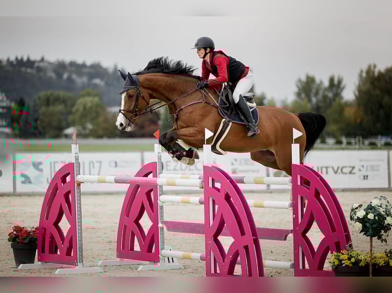 Irish Sport Horse Gelding 10 years 17.2 hh Brown in Horovice