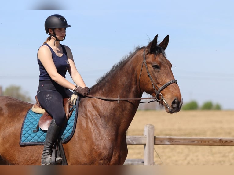 Irish Sport Horse Gelding 10 years 17.3 hh Brown in Pepingen