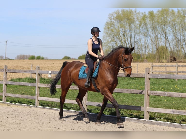 Irish Sport Horse Gelding 10 years 17.3 hh Brown in Pepingen