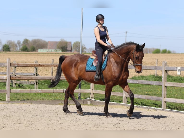 Irish Sport Horse Gelding 10 years 17.3 hh Brown in Pepingen