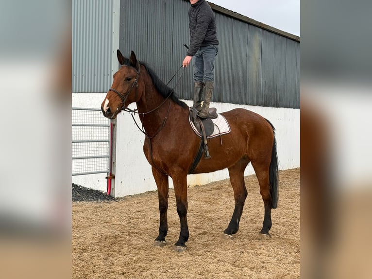 Irish Sport Horse Gelding 10 years 17.3 hh Brown in Pepingen
