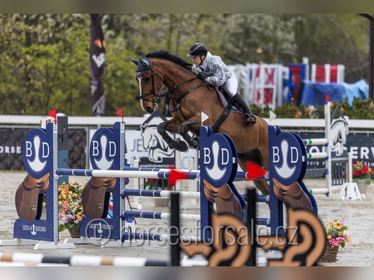 Irish Sport Horse Gelding 10 years 17 hh Brown in Region Prag Irish Sport Horse Gelding 10 years 17 hh Brown in Region Prag