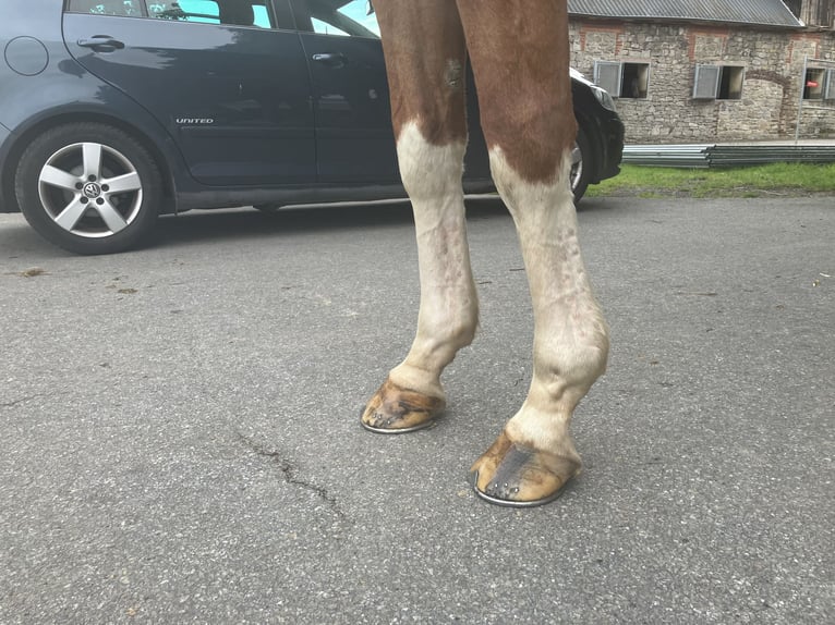 Irish Sport Horse Gelding 10 years 17 hh Chestnut-Red in Osnabrück