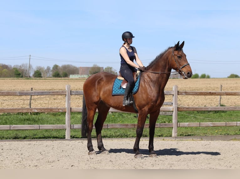 Irish Sport Horse Gelding 10 years 17,3 hh Brown in Pepingen