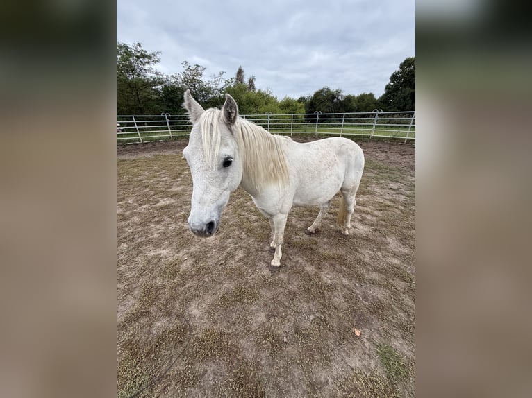 Irish Sport Horse Gelding 11 years 12,1 hh Grey-Fleabitten in Berlin