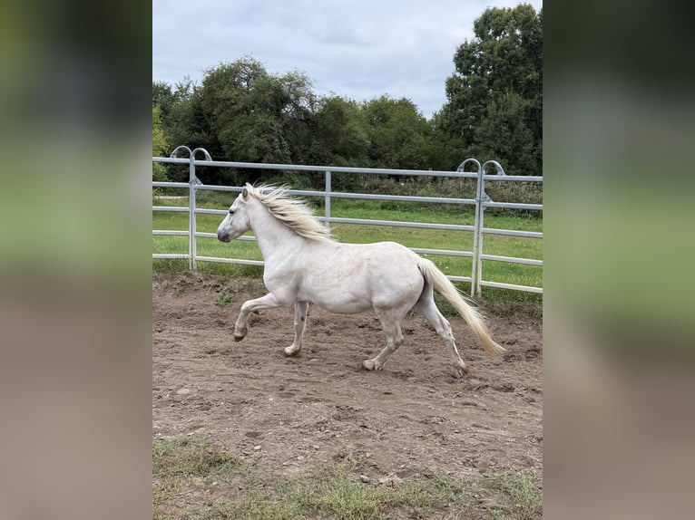 Irish Sport Horse Gelding 11 years 12,1 hh Grey-Fleabitten in Berlin
