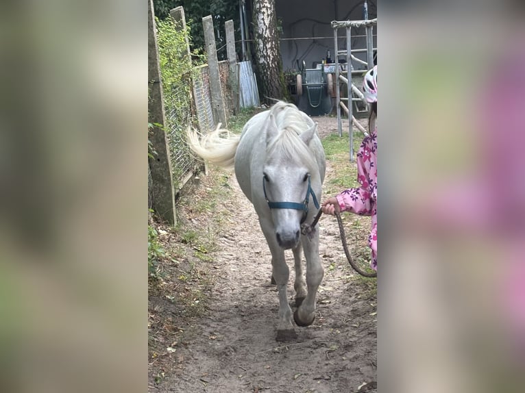 Irish Sport Horse Gelding 11 years 12,1 hh Grey-Fleabitten in Berlin