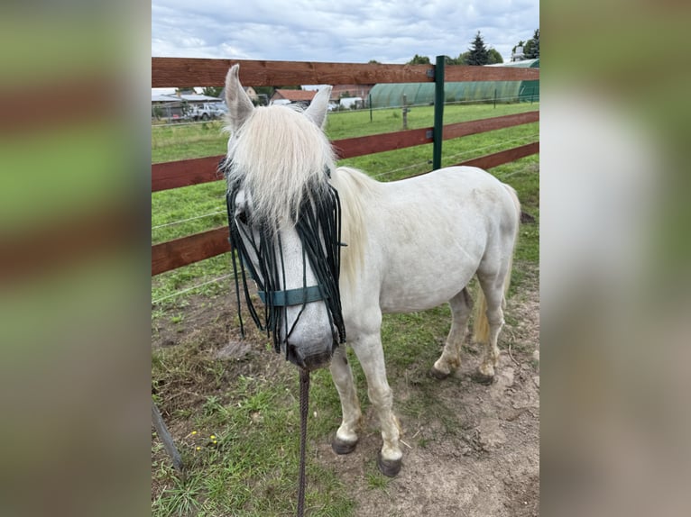Irish Sport Horse Gelding 11 years 12,1 hh Grey-Fleabitten in Berlin