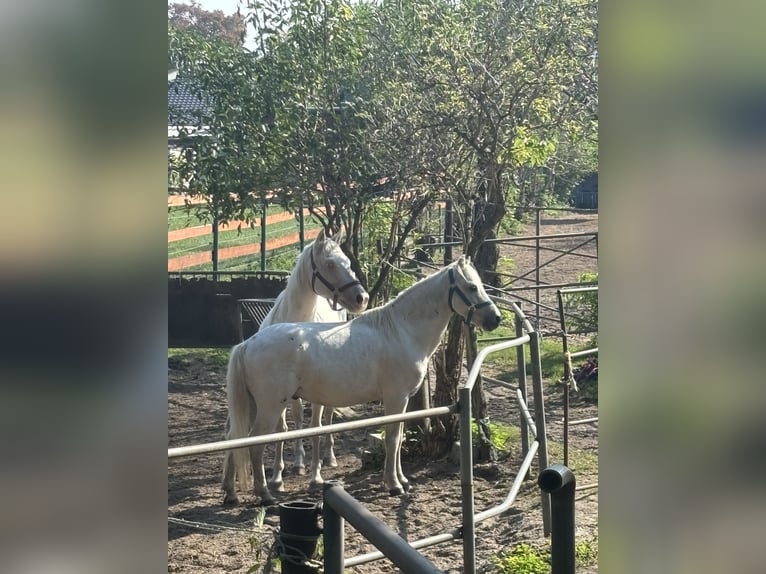 Irish Sport Horse Gelding 11 years 12,1 hh Grey-Fleabitten in Berlin