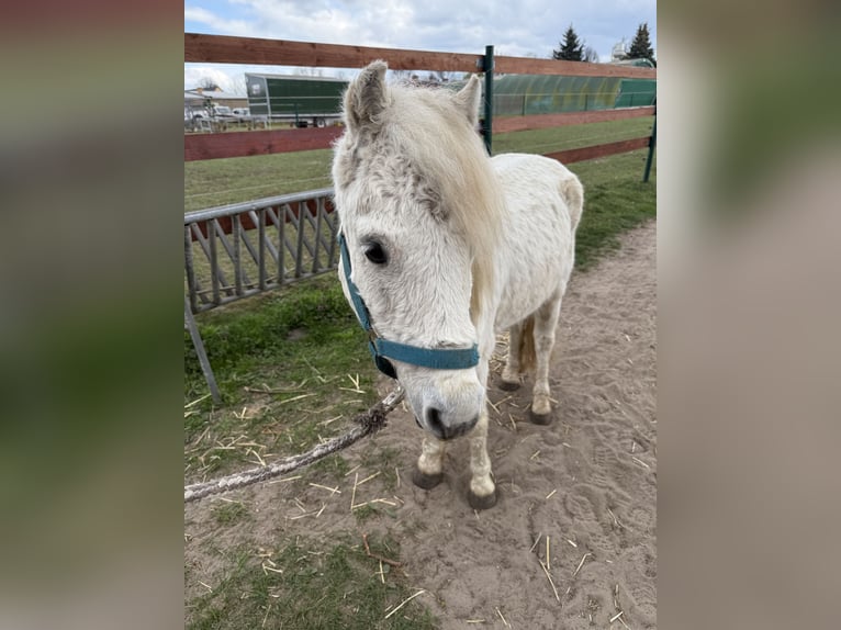 Irish Sport Horse Gelding 11 years 12,1 hh Grey-Fleabitten in Berlin