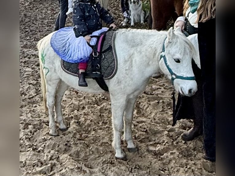 Irish Sport Horse Gelding 11 years 12,1 hh Grey-Fleabitten in Berlin