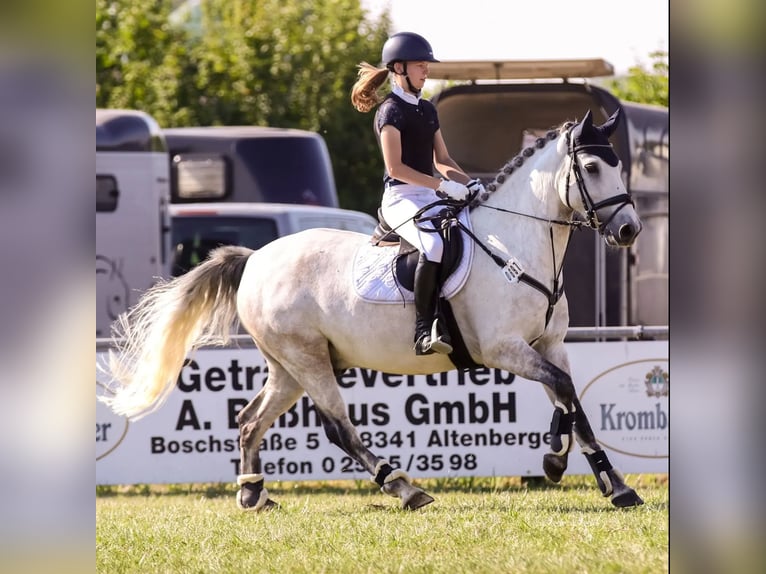 Irish Sport Horse Mix Gelding 11 years 14,3 hh Gray in Steinfurt