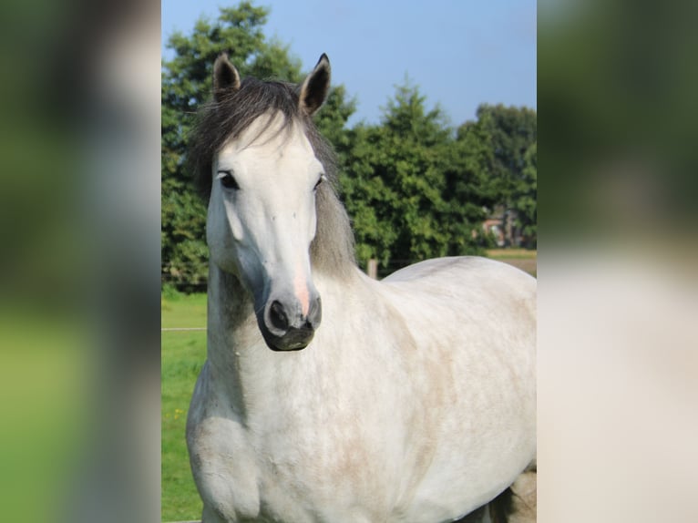 Irish Sport Horse Mix Gelding 11 years 14,3 hh Gray in Steinfurt