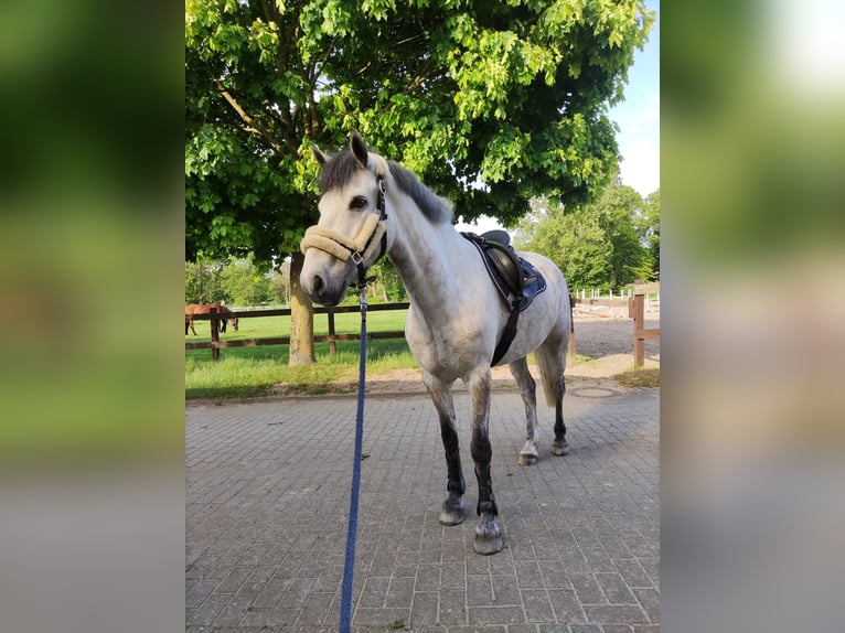 Irish Sport Horse Mix Gelding 11 years 14,3 hh Gray in Steinfurt