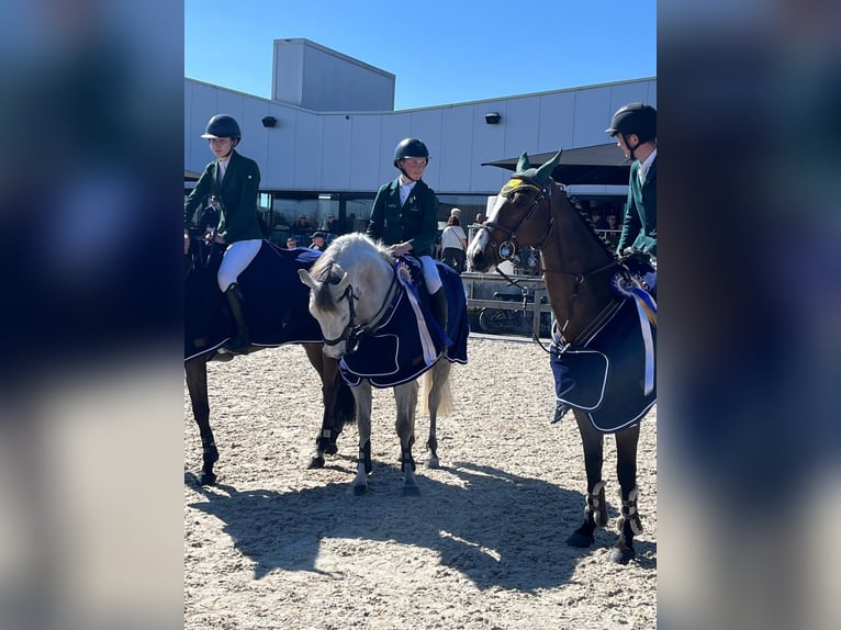 Irish Sport Horse Gelding 11 years 14,2 hh  in GROTE-BROGEL