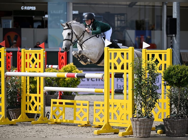 Irish Sport Horse Gelding 11 years 14,2 hh  in GROTE-BROGEL