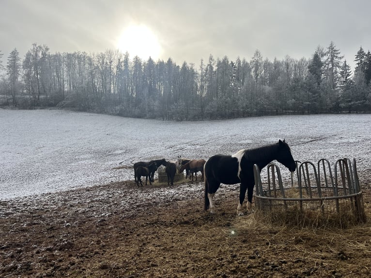 Irish Sport Horse Mix Gelding 11 years 15.1 hh Pinto in Lanškroun
