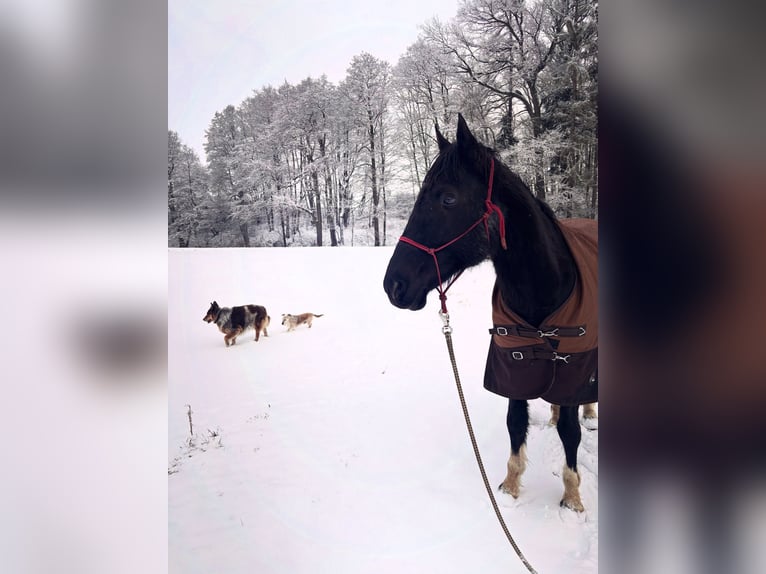 Irish Sport Horse Mix Gelding 11 years 15.1 hh Pinto in Lanškroun
