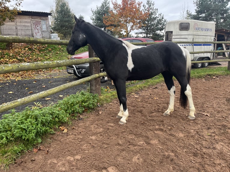 Irish Sport Horse Mix Gelding 11 years 15.1 hh Pinto in Lanškroun