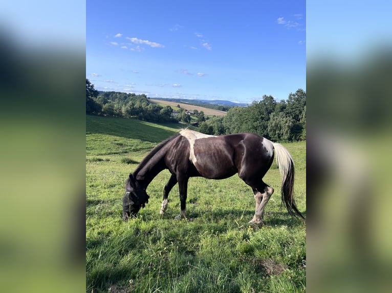 Irish Sport Horse Mix Gelding 11 years 15,1 hh Pinto in Lanškroun