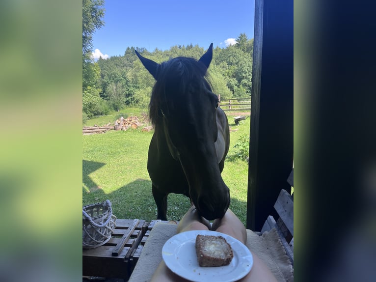 Irish Sport Horse Mix Gelding 11 years 15,1 hh Pinto in Lanškroun